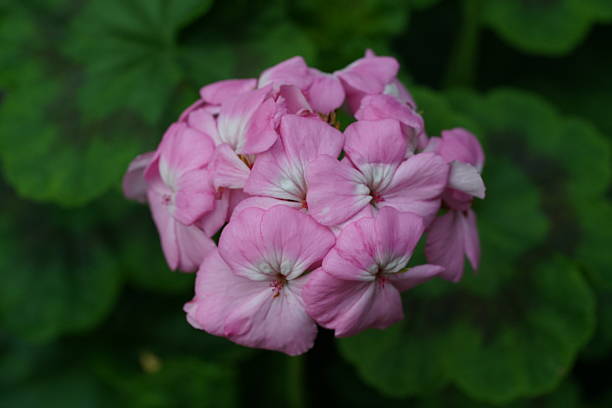 cluster of pink geraniums five petaled white centered bouquet bloom
