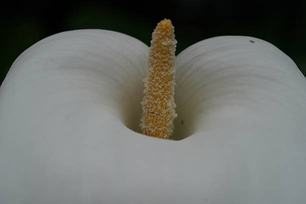 white calla lily with smooth curving spathe and golden spadix a sculptural bloom of elegant restraint simplicity and quiet floral intensity