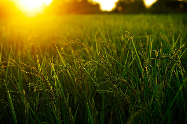 Tender rice stalks bask in the warm golden glow of the setting sun, symbolizing renewal, abundance, and the quiet beginning of hope in the heart of the countryside.