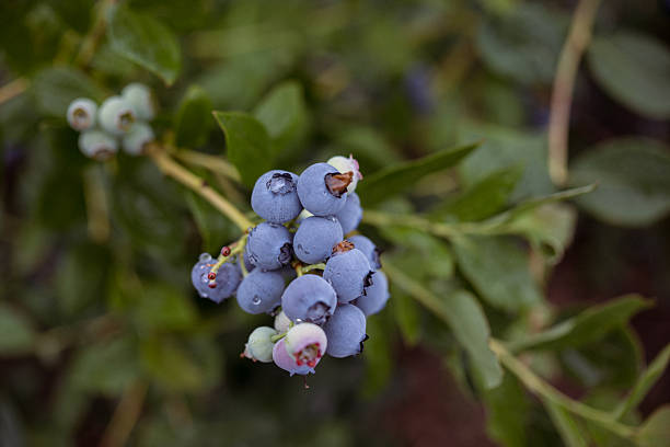istock Ripe blueberries on leafy branch 2242185792