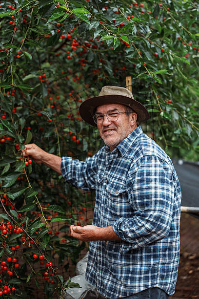 Senior farmer picking cherries in backyard orchard