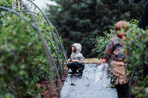 A five-year-old Eurasian girl squats next to a blueberry bush and looks for ripe berries while picking blueberries with her little brother on their grandparents' farm in rural Oregon.