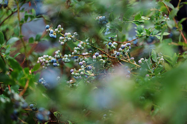 A blueberry bush loaded with ripening blueberries on a leafy bush growing in a blueberry patch on a family farm in rural Oregon, USA.