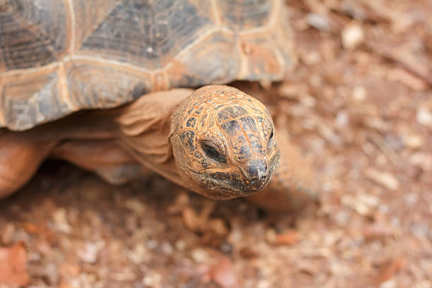 the Asian forest Tortoise also known Manouria Emys. This species is endemic to Southeast Asia. The largest tortoise in mainland Asia.