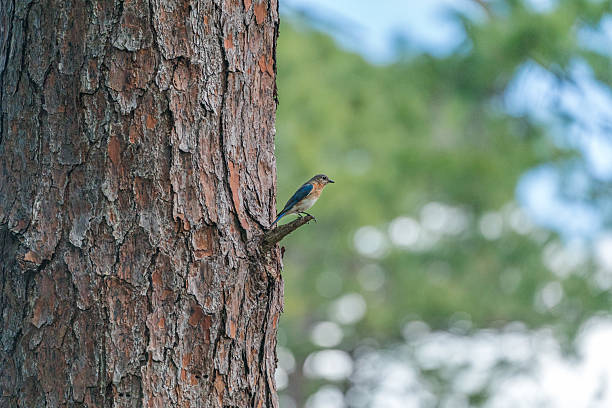 istock Eastern Bluebird (Sialia sialis) Florida, USA 2242189665