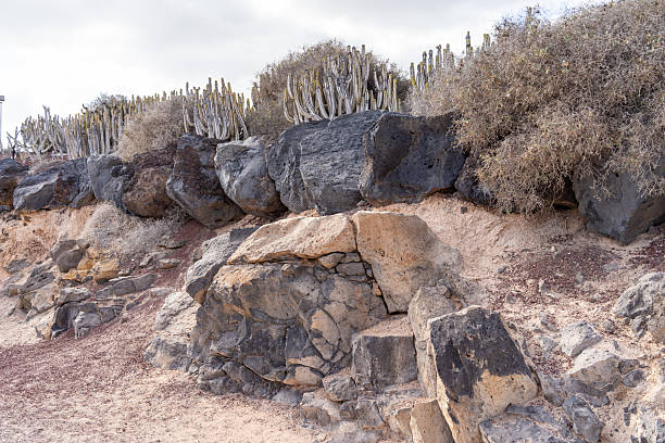 Prickly Pear Cactus, Opuntia growing in a park together with other succulents.  This is an popular plant in parks and as an agricultural plant on the dry Canary island Lanzarote