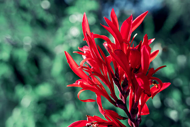 istock Vibrant red flower with lush green background and ample copy space for design elements 2242190380