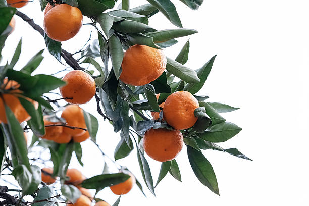 istock Vibrant mandarin oranges hanging from lush green branches in a bright orchard setting 2242191246