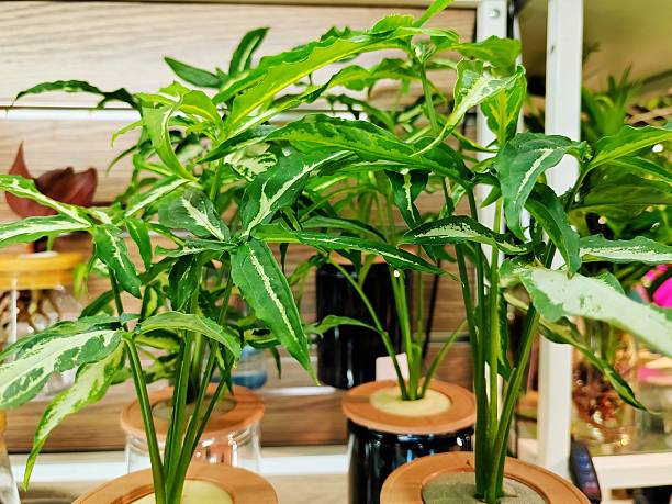 istock Syngonium podophyllum 2242191269