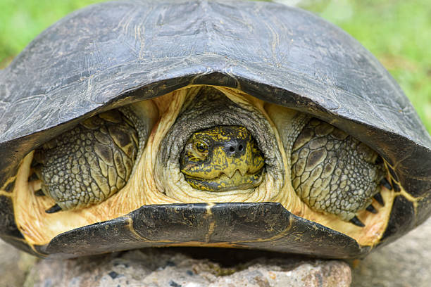 istock Portrait of a yellow headed temple turtle. 2242191681