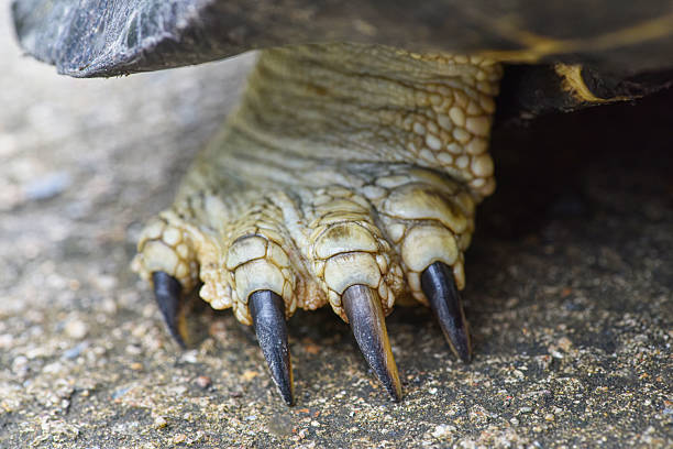 People care for and play with a pet red-eared turtle.