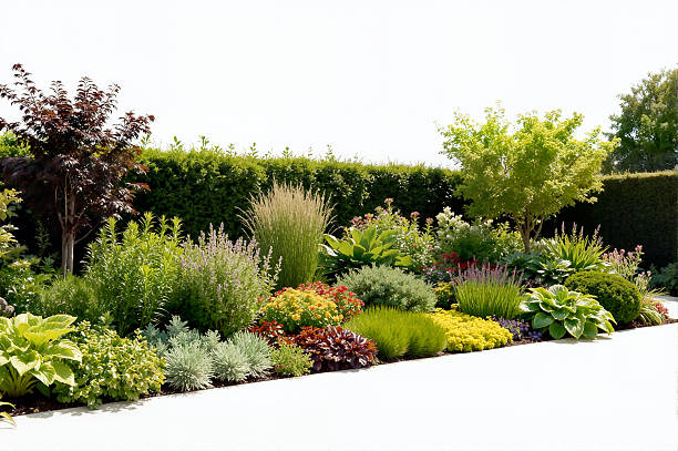 istock Perennial Flower Border on White Background 2242192885