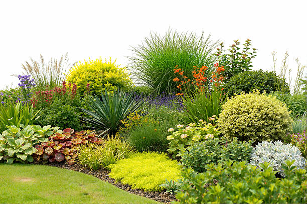 Shady garden scene showcasing a cluster of lush ferns (Polypodiopsida) and hostas (Hosta spp.), complemented by creeping ivy and grass in a natural outdoor setting with striking greenery.