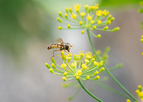 Striped hoverfly feeding on yellow dill flowers with a soft background
