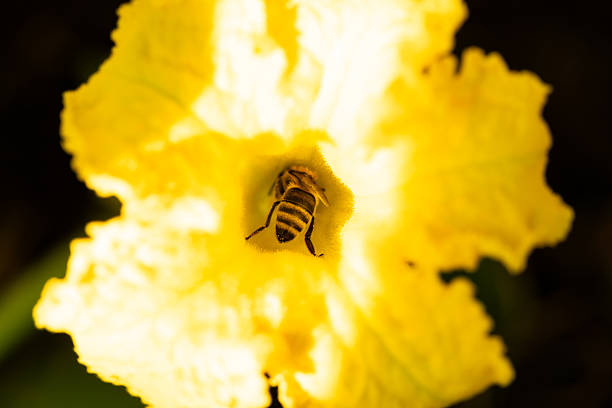 European honeybee (Apis mellifera) gathering pollen from a bright yellow squash blossom in a garden