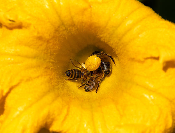 Three honeybees gathered at the bottom of a pumpkin blossom, swirled around the stamen