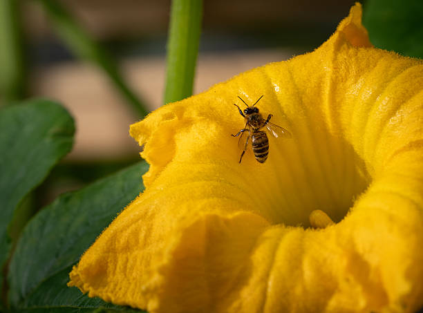 Yellow squash blossom (Cucurbita pepo) with large green leaves.