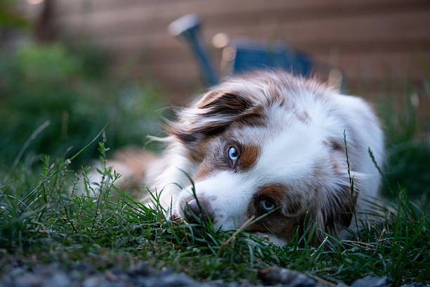 Adorable red merl mini aussie dog, laying down on a lawn looking into the camera with blue eyes