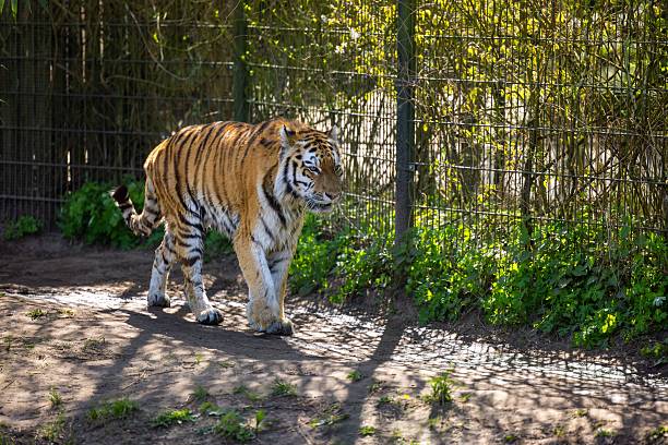 A majestic tiger walking in a zoo enclosure, surrounded by green foliage and sunlight casting shadows on the ground.