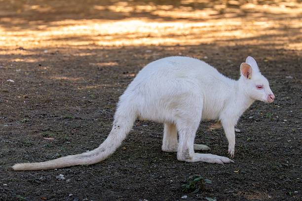 istock Rare Albino Kangaroo on Sunlit Ground 2242195210