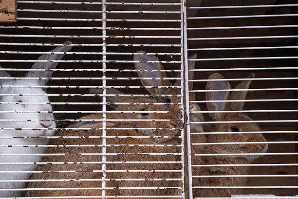 A group of rabbits is seen inside a wooden hutch, viewed through metal bars. The image captures their natural fur colors and close interaction within the enclosure, illustrating themes of small animals, rural life, farming, pet care, and domestic breeding environments.