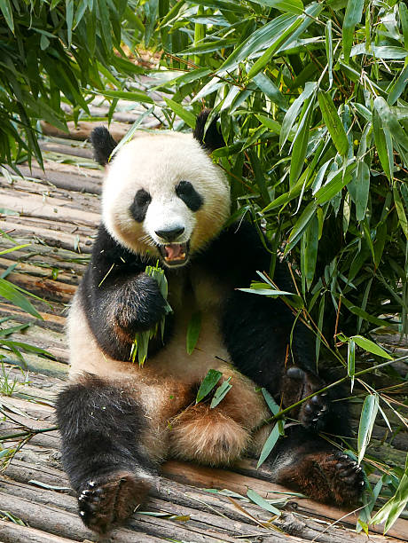 istock Giant panda eating bamboo in Chengdu Research Base, China 2242195695