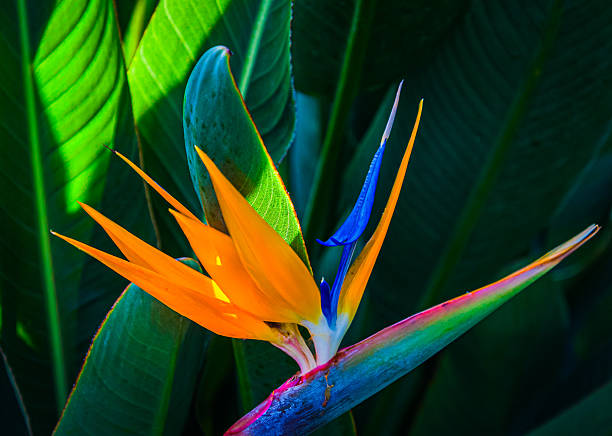 Close up of a colorful Bird of Paradise flower blooming against a natural dark background in a Central Massachusetts garden.