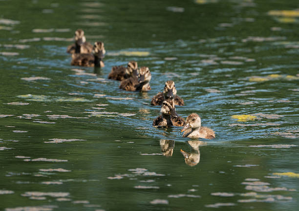 A line of 7 mallard ducklings (Anas platyrhynchos), swimming through lily pads with the runt of the family leading