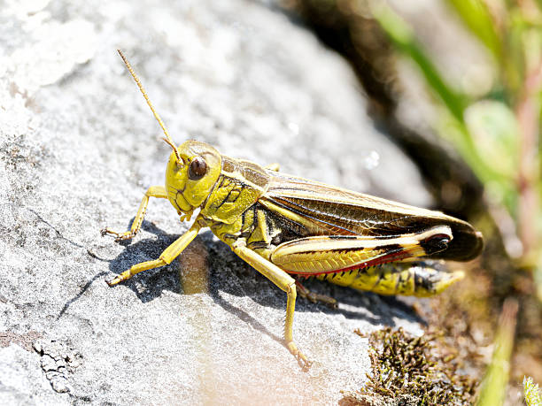 istock Alpine grasshopper (Arcyptera fusca) on rock, Tignes, French Alps 2242196546