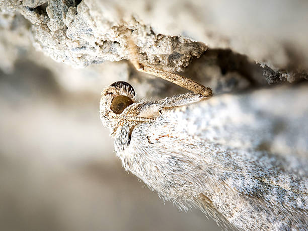 Macro photograph of Caradrina kadenii (grey noctuid moth) blending into a rocky surface in Tignes, French Alps. This nocturnal species of the Noctuidae family exhibits remarkable camouflage adapted to alpine habitats.