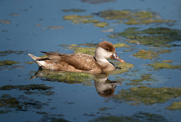 A female red-crested Pochard (Netta rufina) reflected in blue water in a pond in a French Nature Reserve