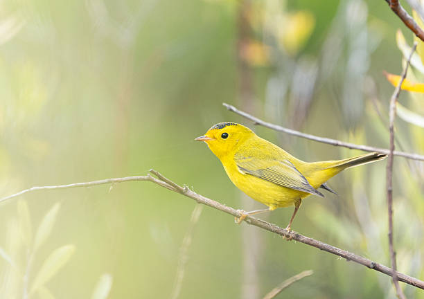 istock Male Wilson's Warbler (Cardellina pusilla) in soft light in Colorado 2242196671
