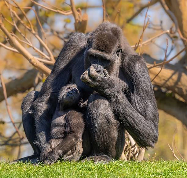 Gorilla Silhouette