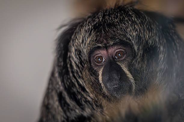 istock Close-up of a saki monkey with expressive eyes. 2242197031