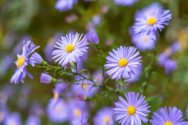 istock Cluster of purple asters. 2242197114