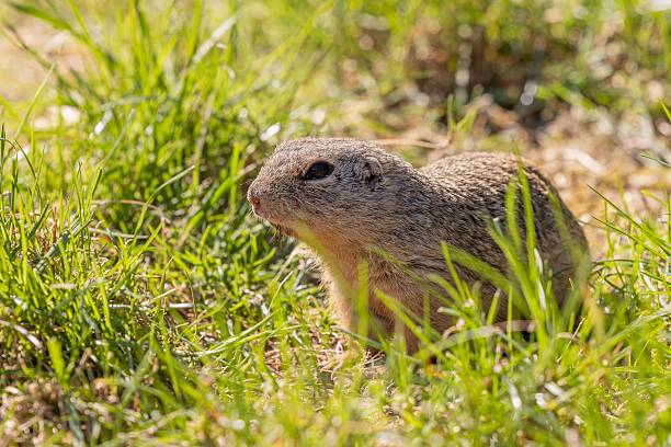 istock European ground squirrel in grassy field 2242197347