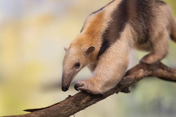 A southern tamandua climbing a branch in a blurred natural background, showcasing its distinctive coloration and curious posture.