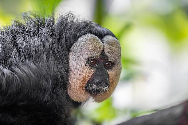 istock Saki Monkey Close-Up in Nature 2242197374
