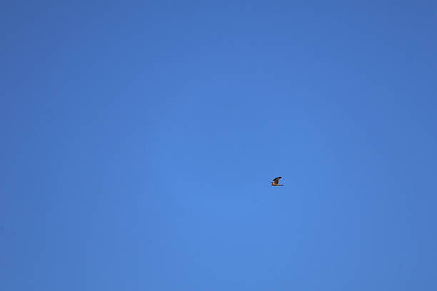 istock A Hen Harrier bird high up in the sky 2242199469