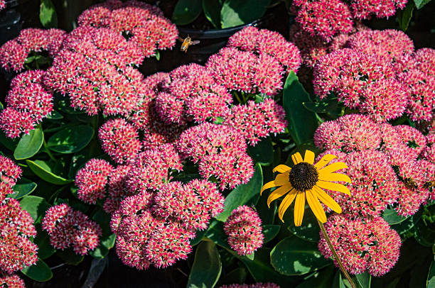 A single black-eyed Susan (rudbeckia hirta) blooms nex to a pink stonecrop grouping in a central Massachusetts garden