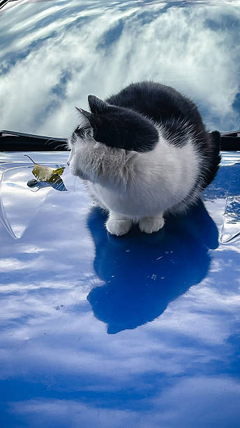istock Cute black and white cat sitting on a bright blue car hood with sky reflection 2242200275