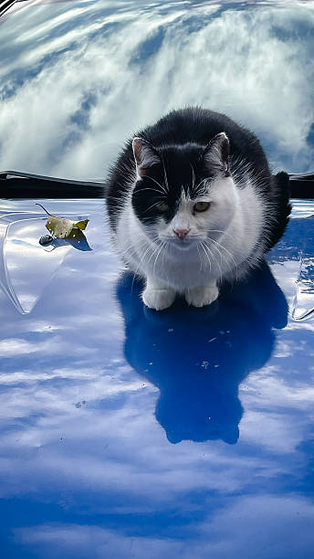 istock Cute black and white cat sitting on a bright blue car hood with sky reflection 2242200281