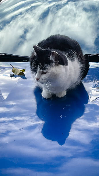istock Cute black and white cat sitting on a bright blue car hood with sky reflection 2242200291