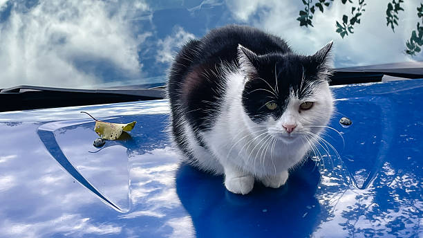 Cute black and white cat sitting on a bright blue car hood with sky reflection