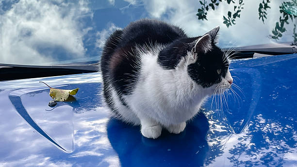 istock Cute black and white cat sitting on a bright blue car hood with sky reflection 2242200303