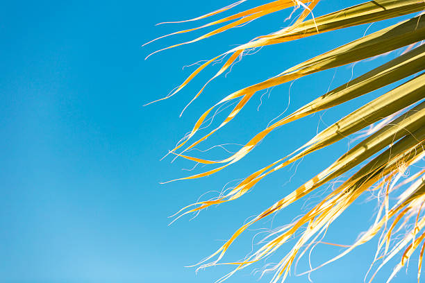 A close-up view of long, yellow-green palm fronds extending from the side of the frame against a vibrant blue sky. Some strands appear dried or frayed, adding texture and natural detail. The strong contrast between the warm tones of the leaves and the clear sky creates a tropical, relaxed atmosphere. This image is suitable for use in travel content, wellness blogs, summer-themed designs, vacation brochures, and materials related to nature, leisure, or tropical destinations.