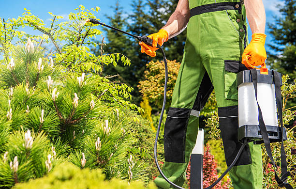 istock Gardener Spraying Plants in a Lush Garden During Bright Sunny Day 2242201468