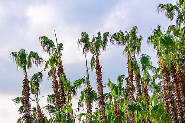 Palm Tree at dark sky