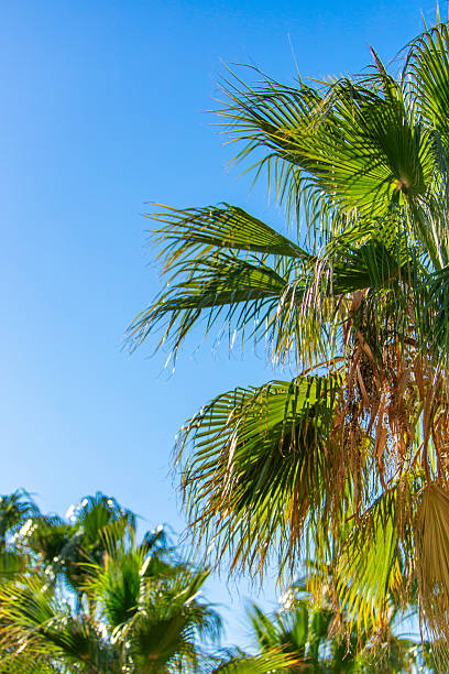 istock Row of Palm Trees Under Clear Blue Sky 2242201718