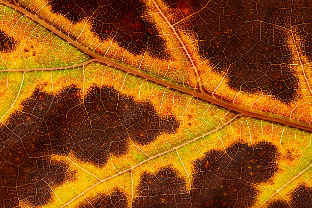 istock Leave of American Oak 2242207025